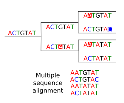 Genome Variant Calling & Phylogeny Pipeline